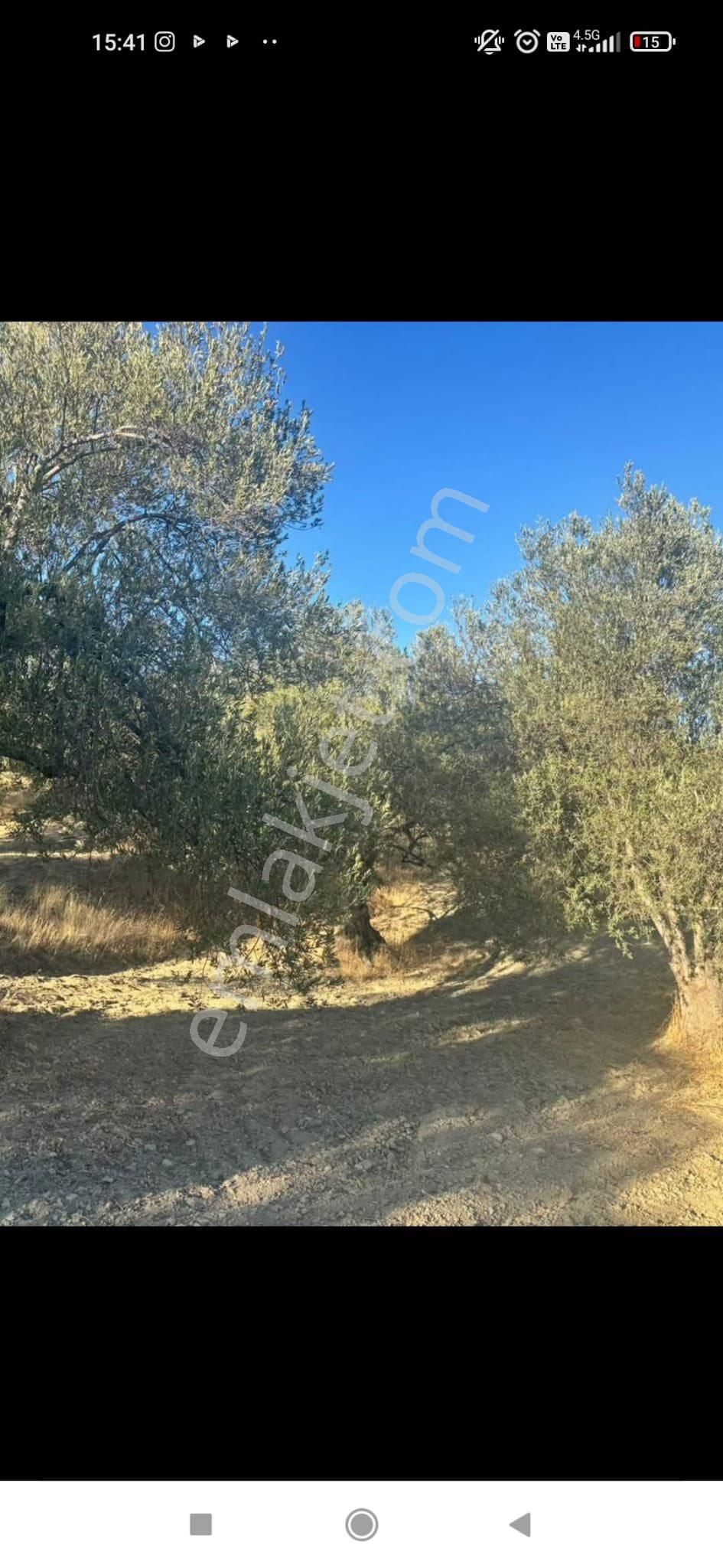 Gömeç Ulubeylerde 7.700 M2 Zeytinlik - Görsel 2