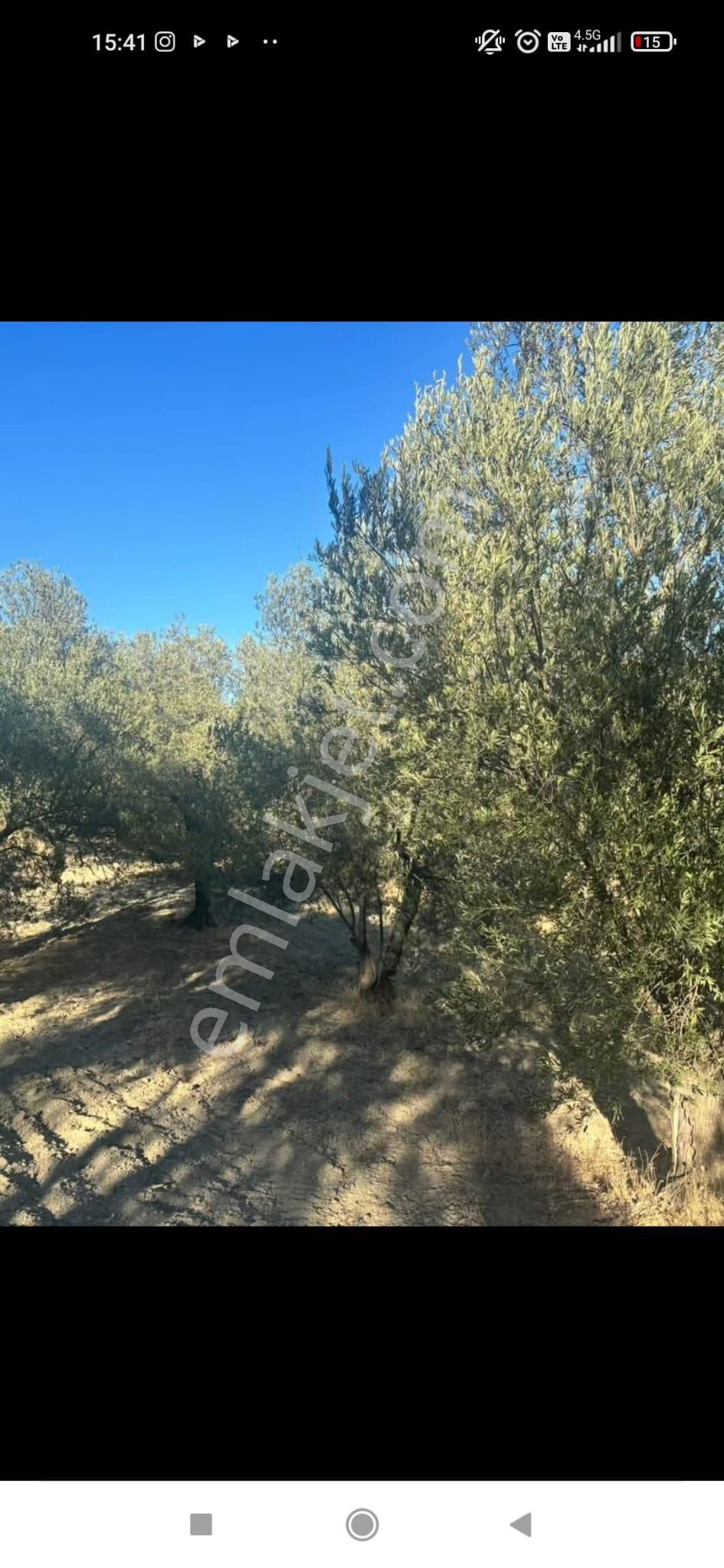 Gömeç Ulubeylerde 7.700 M2 Zeytinlik - Görsel 8