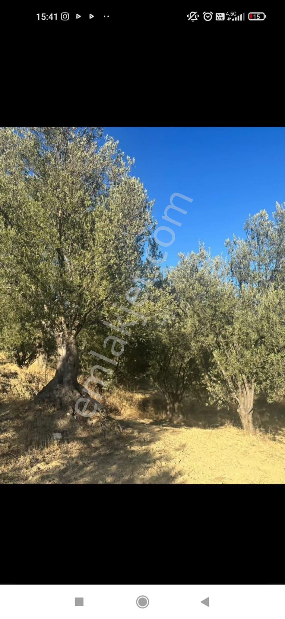 Gömeç Ulubeylerde 7.700 M2 Zeytinlik - Görsel 16