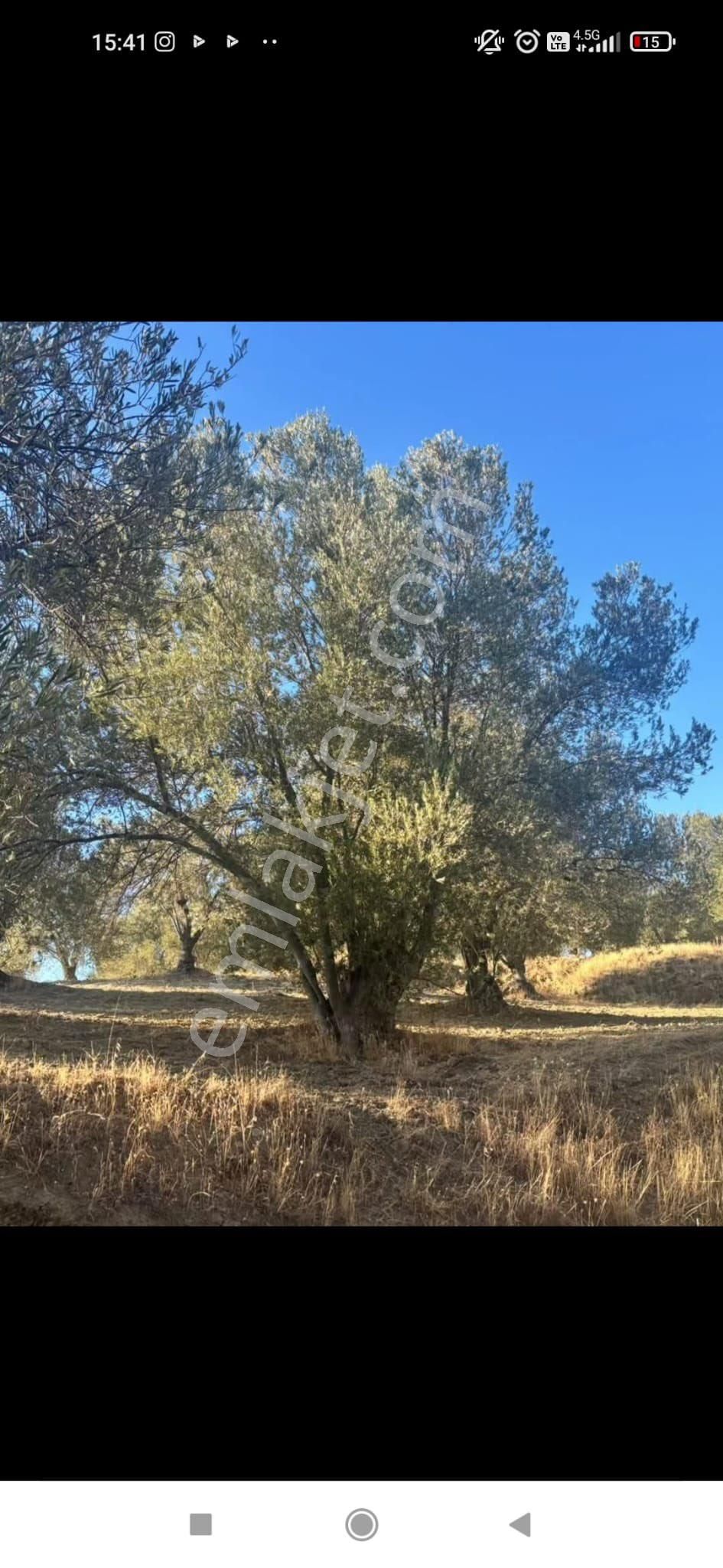 Gömeç Ulubeylerde 7.700 M2 Zeytinlik - Görsel 17