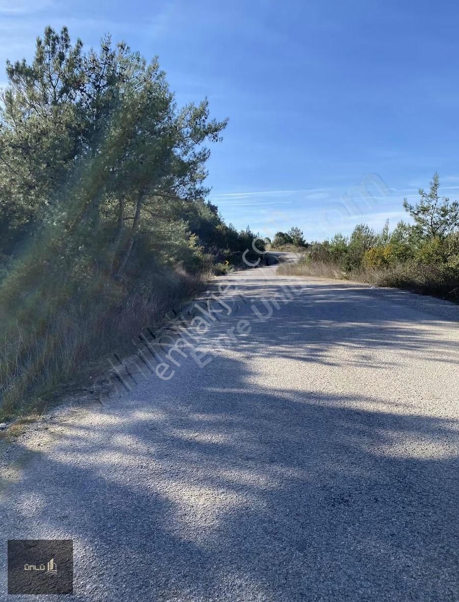 Mudanya Mirzaoba Mah Satılık Zeytinlik - Görsel 8