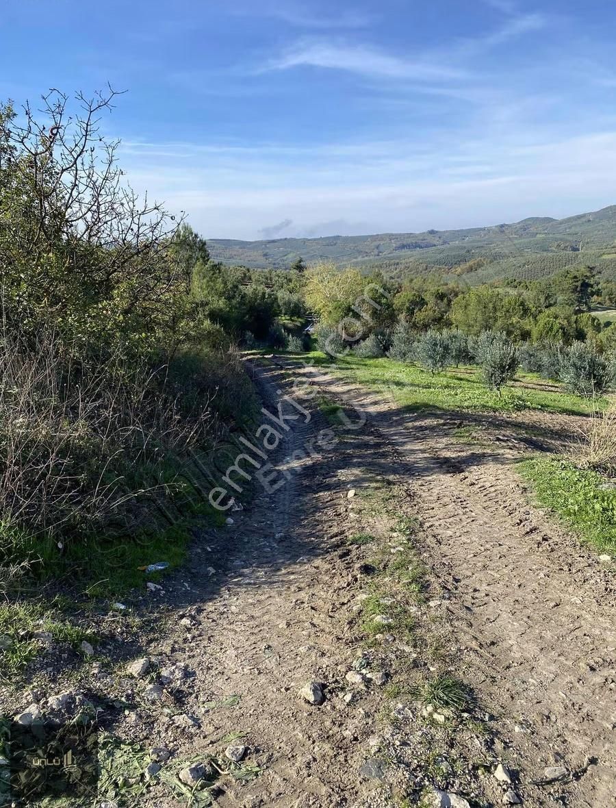 Mudanya Mirzaoba Mah Satılık Zeytinlik