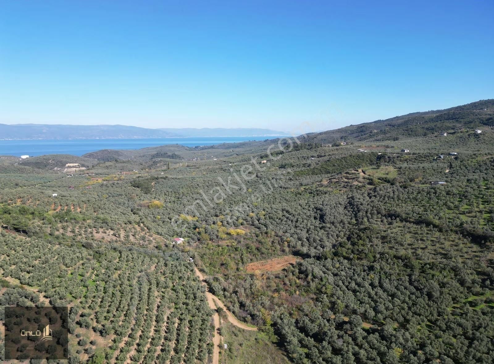 Talatbey De Yola Sıfır Satılık Zeytinlik - Görsel 5
