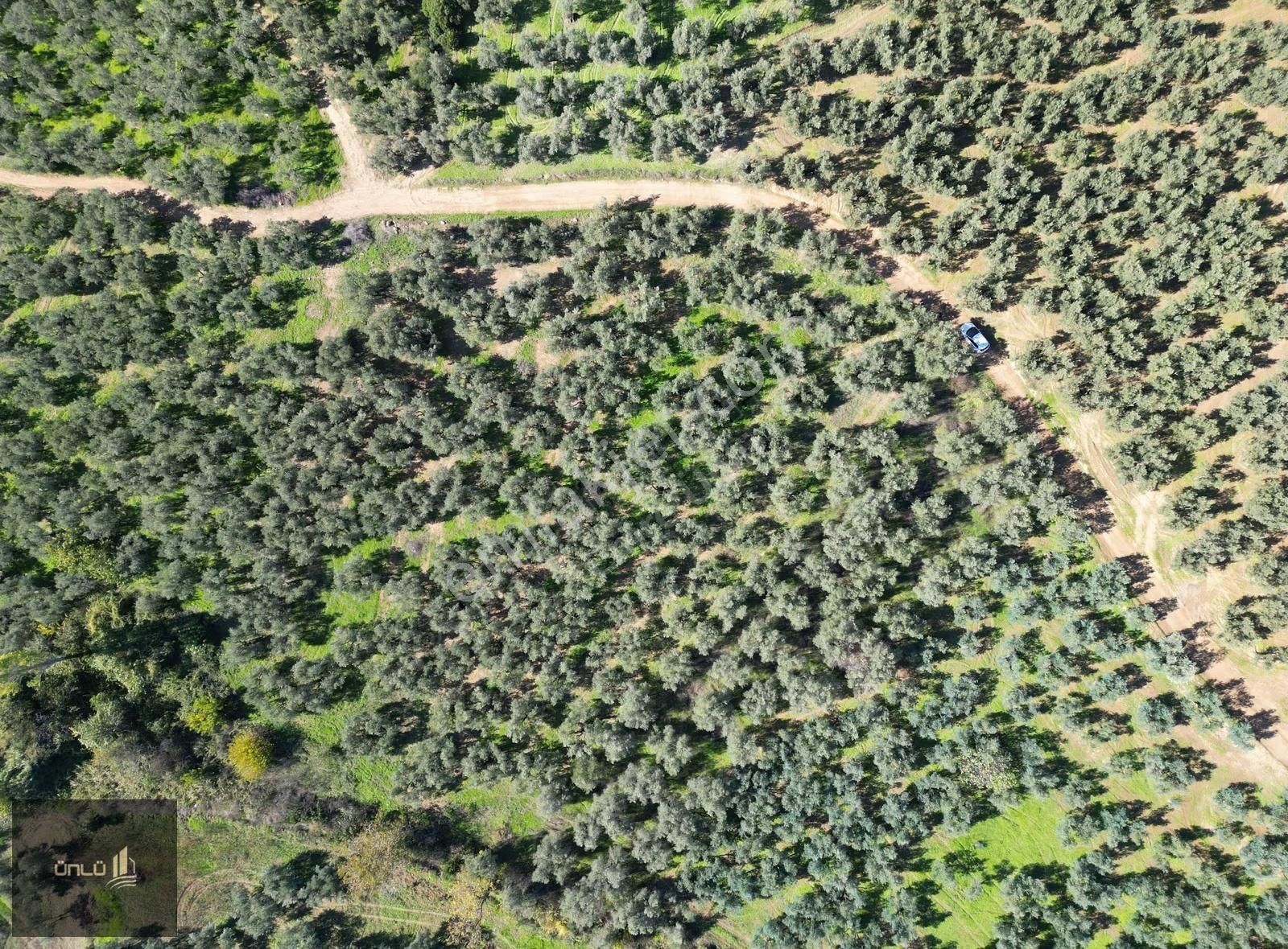 Talatbey De Yola Sıfır Satılık Zeytinlik - Görsel 3