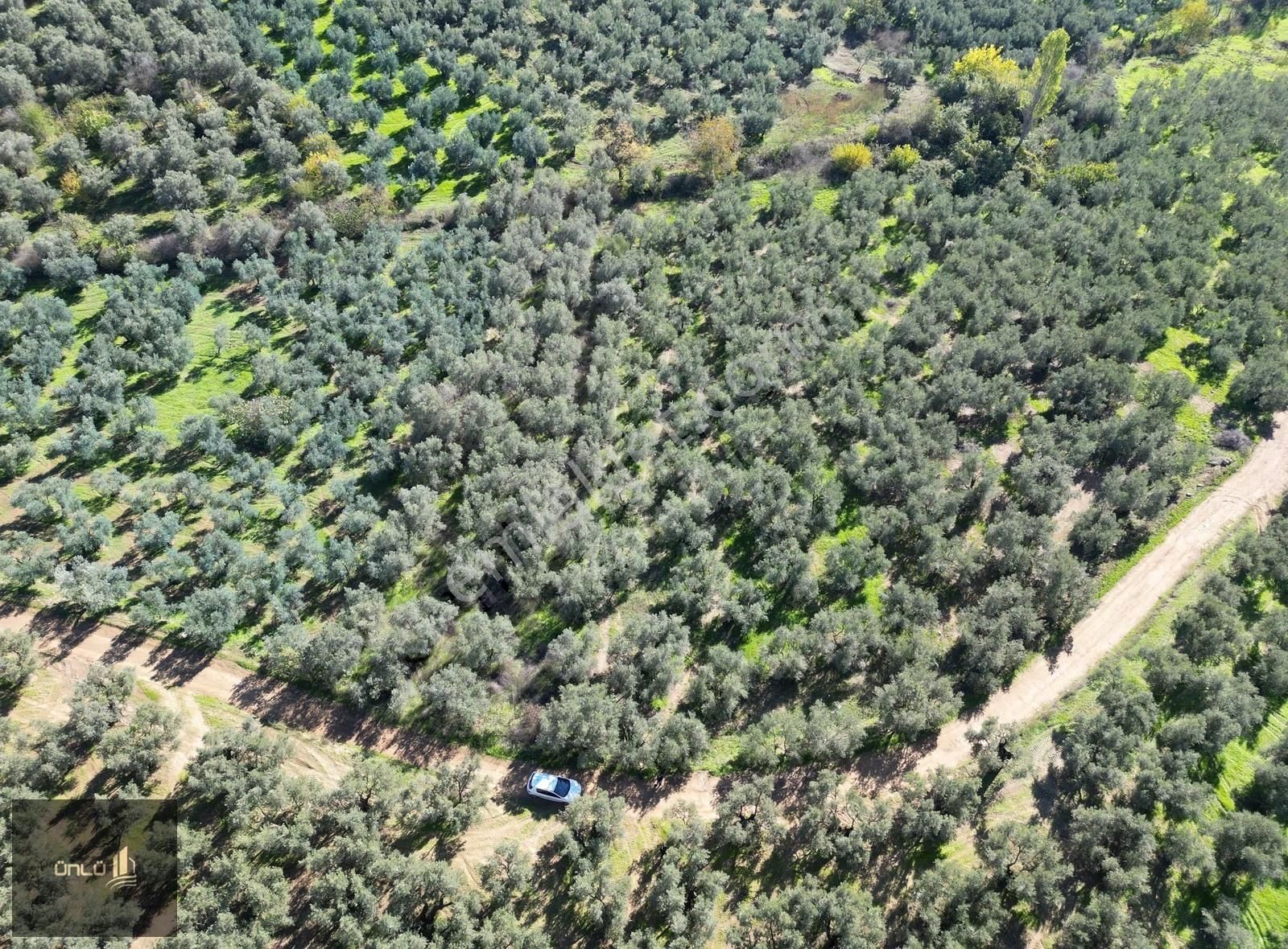 Talatbey De Yola Sıfır Satılık Zeytinlik