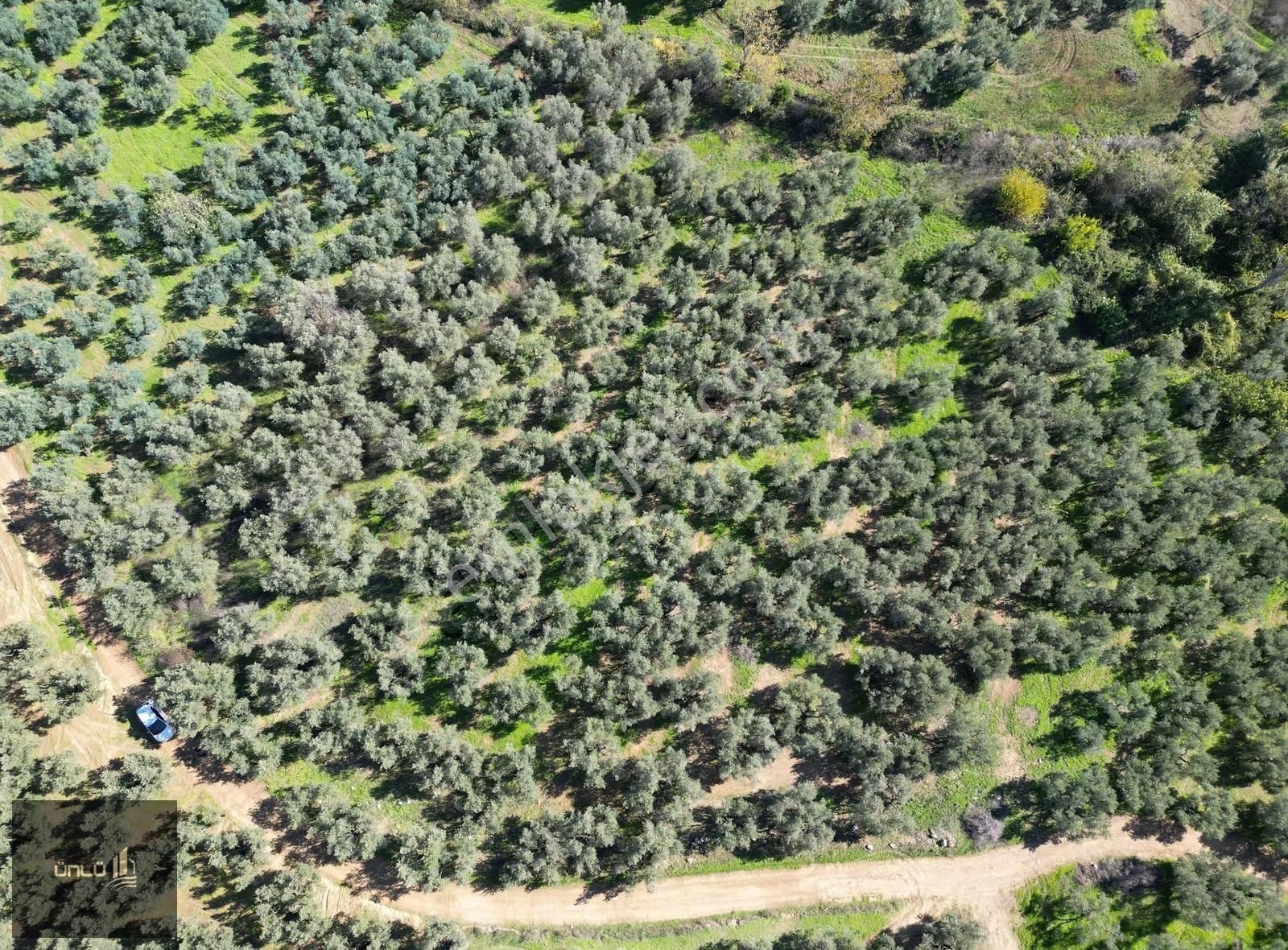 Talatbey De Yola Sıfır Satılık Zeytinlik - Görsel 6