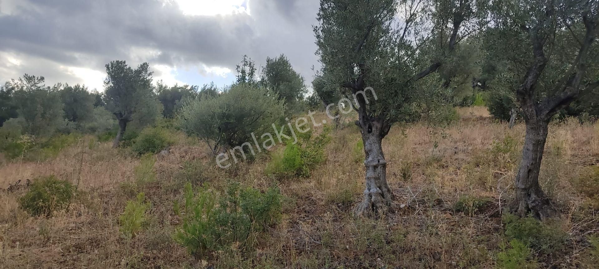İlay Grouptan Torbalı Karakızlarda Satılık Zeytinlik - Görsel 20
