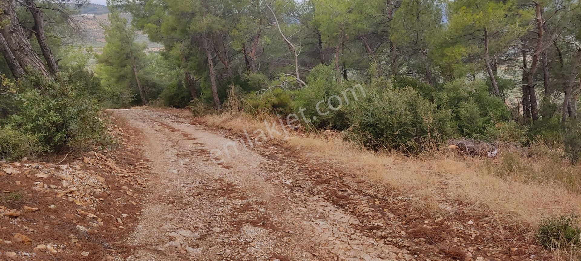 İlay Grouptan Torbalı Karakızlarda Satılık Zeytinlik - Görsel 11