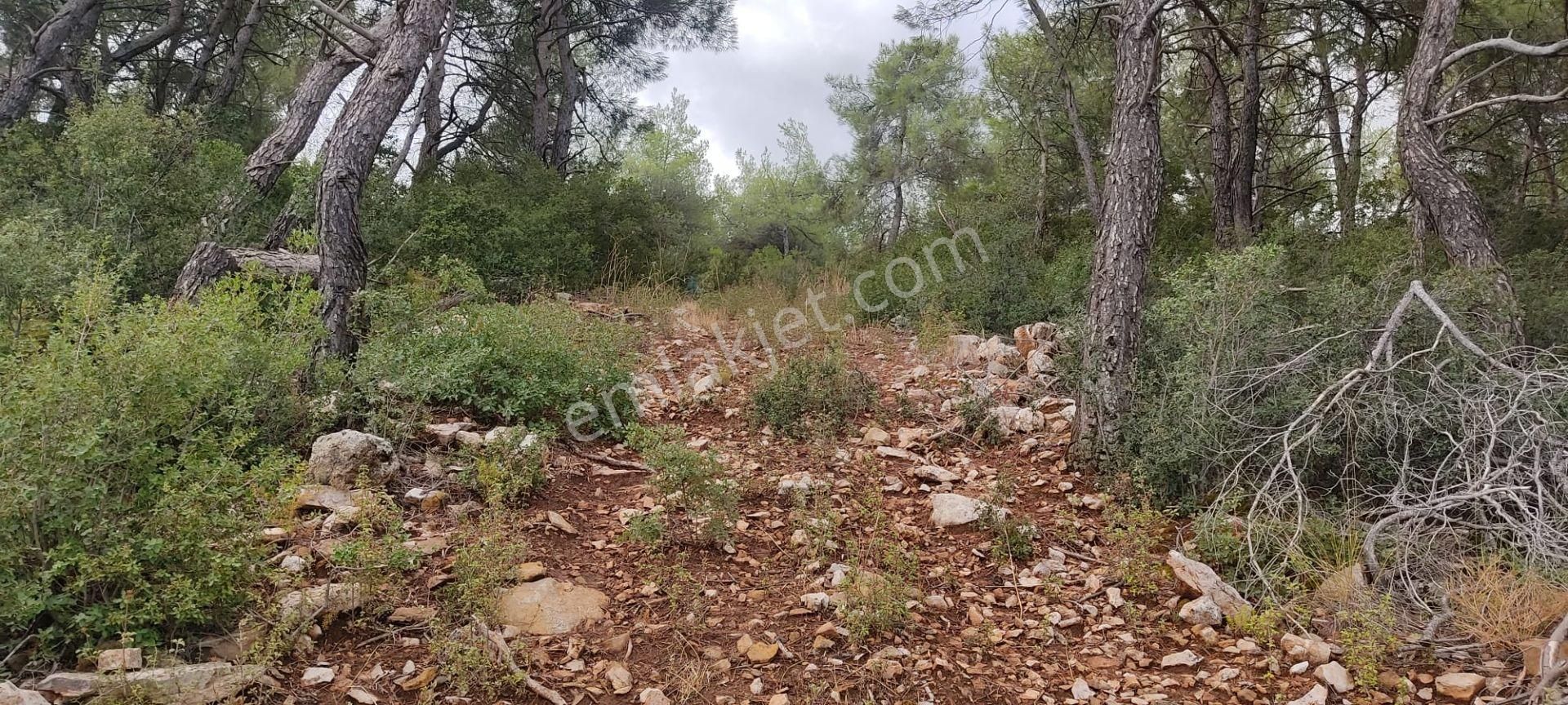 İlay Grouptan Torbalı Karakızlarda Satılık Zeytinlik - Görsel 4