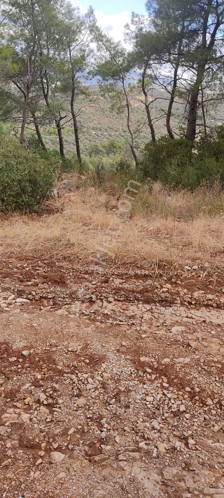 İlay Grouptan Torbalı Karakızlarda Satılık Zeytinlik - Görsel 15