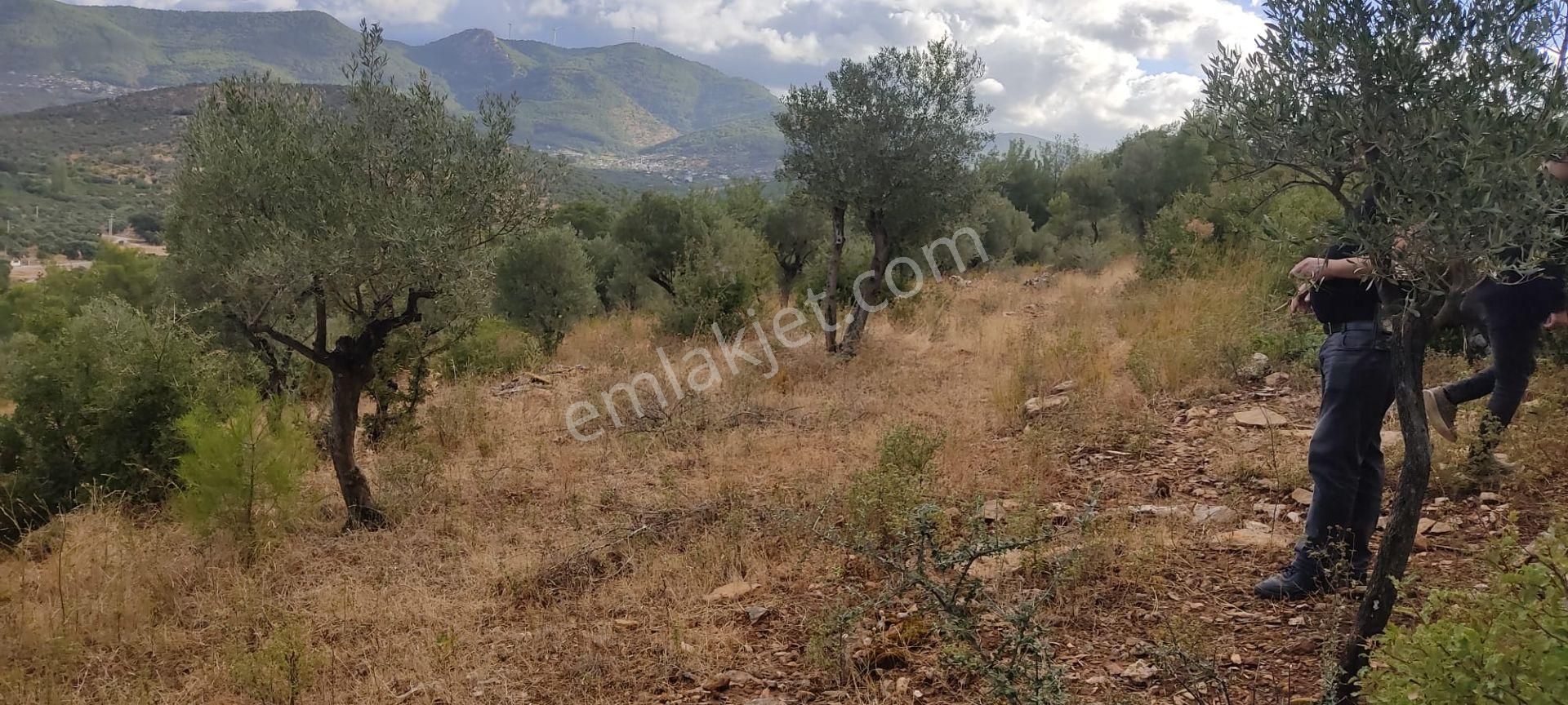 İlay Grouptan Torbalı Karakızlarda Satılık Zeytinlik - Görsel 19