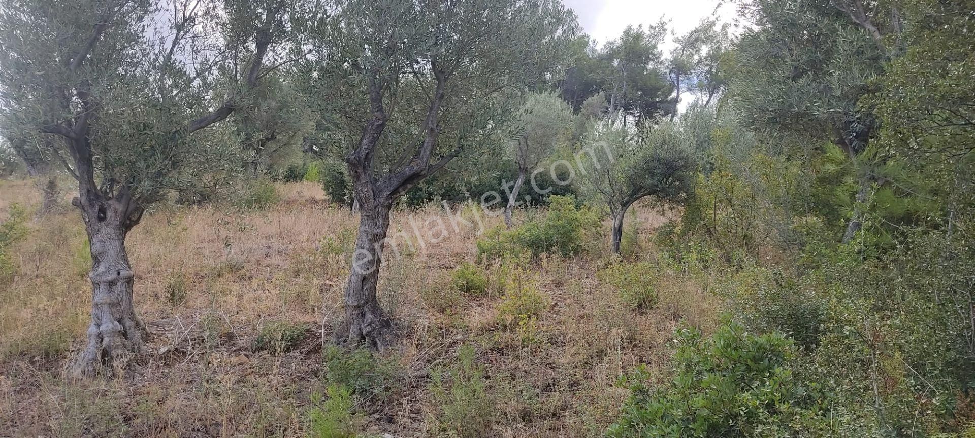 İlay Grouptan Torbalı Karakızlarda Satılık Zeytinlik - Görsel 8