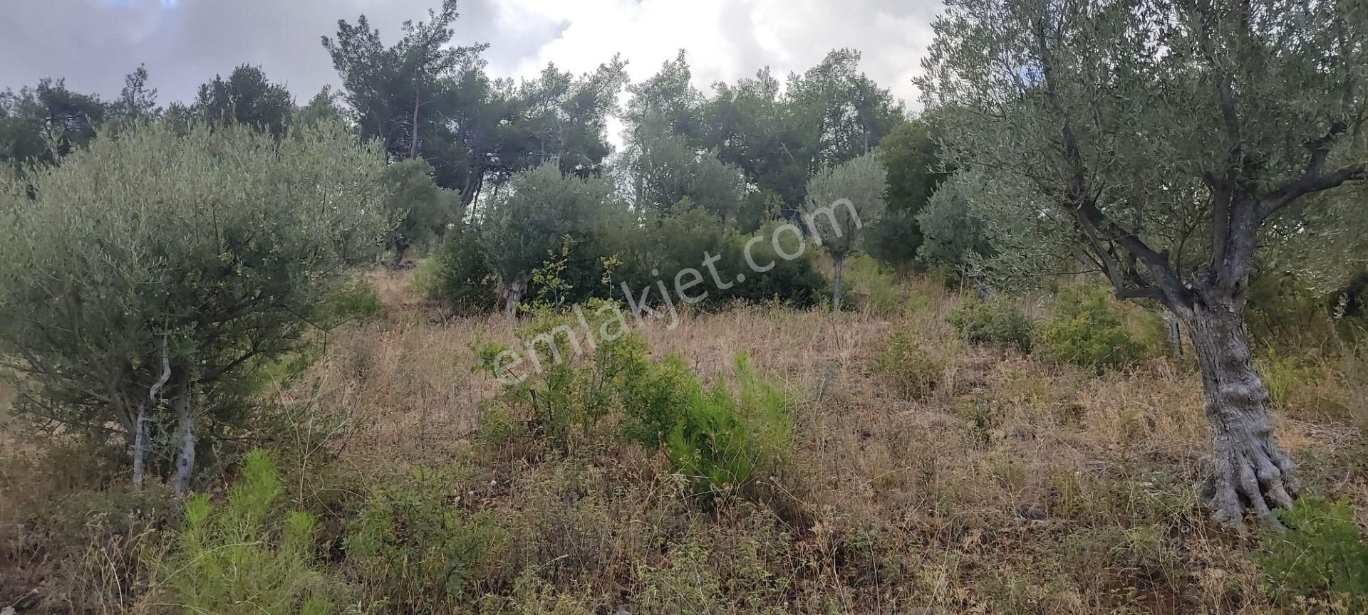 İlay Grouptan Torbalı Karakızlarda Satılık Zeytinlik - Görsel 14