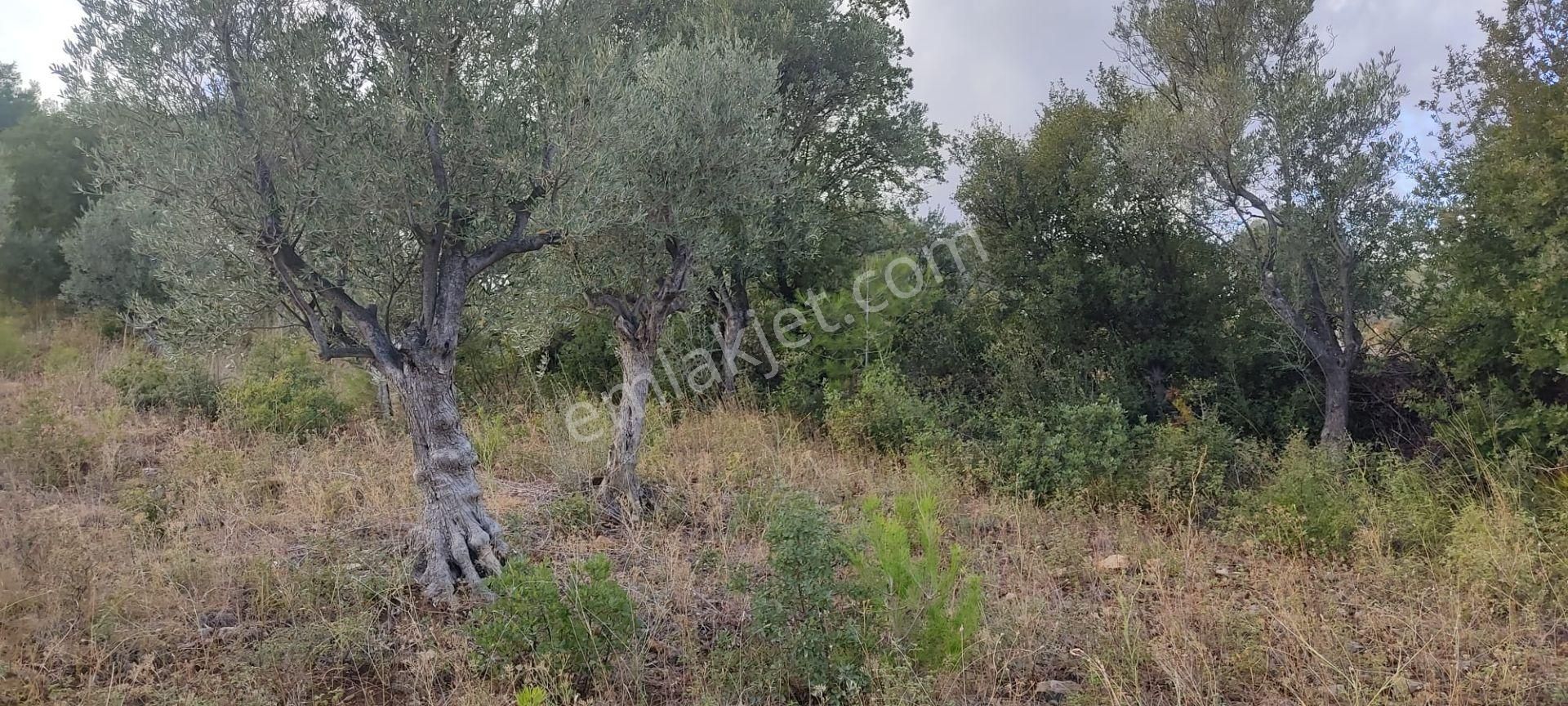 İlay Grouptan Torbalı Karakızlarda Satılık Zeytinlik - Görsel 17