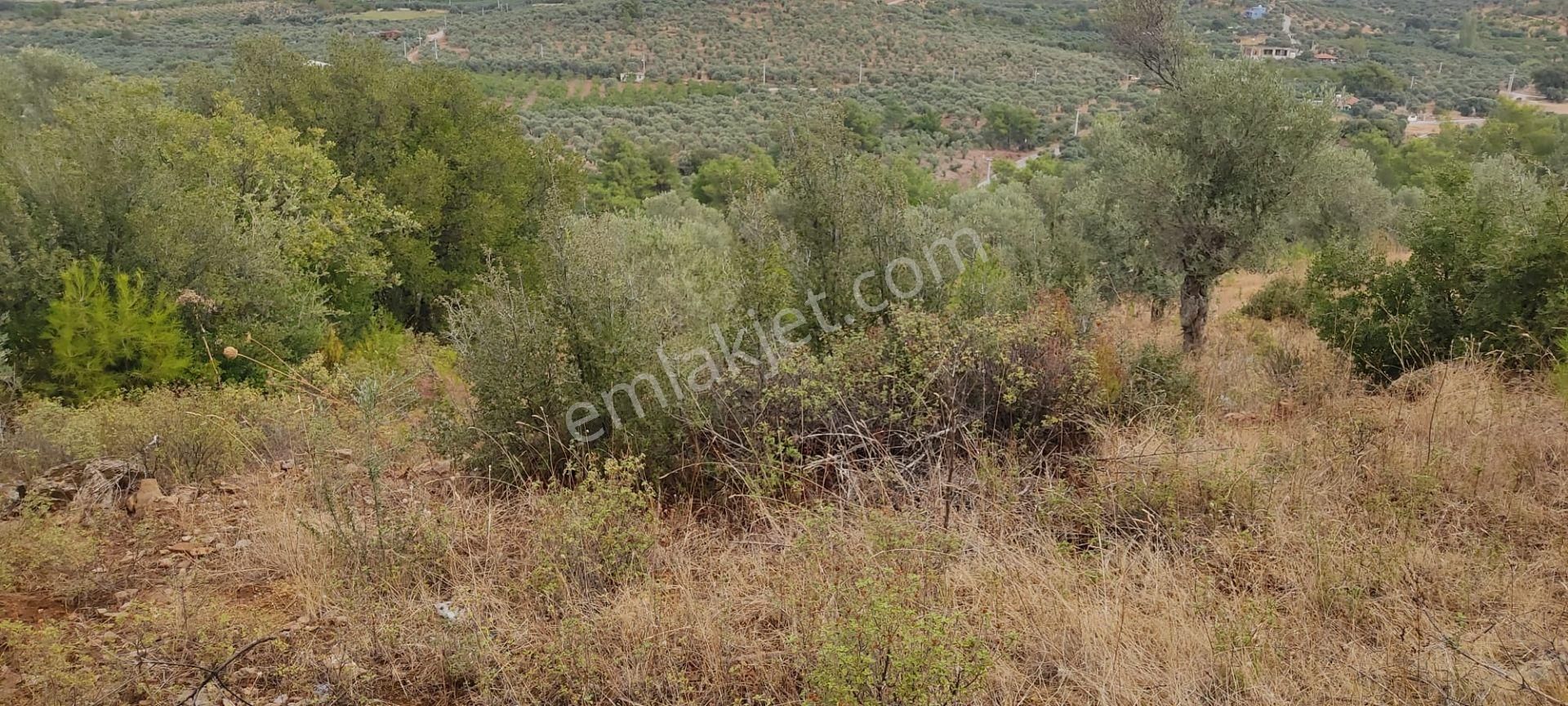 İlay Grouptan Torbalı Karakızlarda Satılık Zeytinlik - Görsel 12