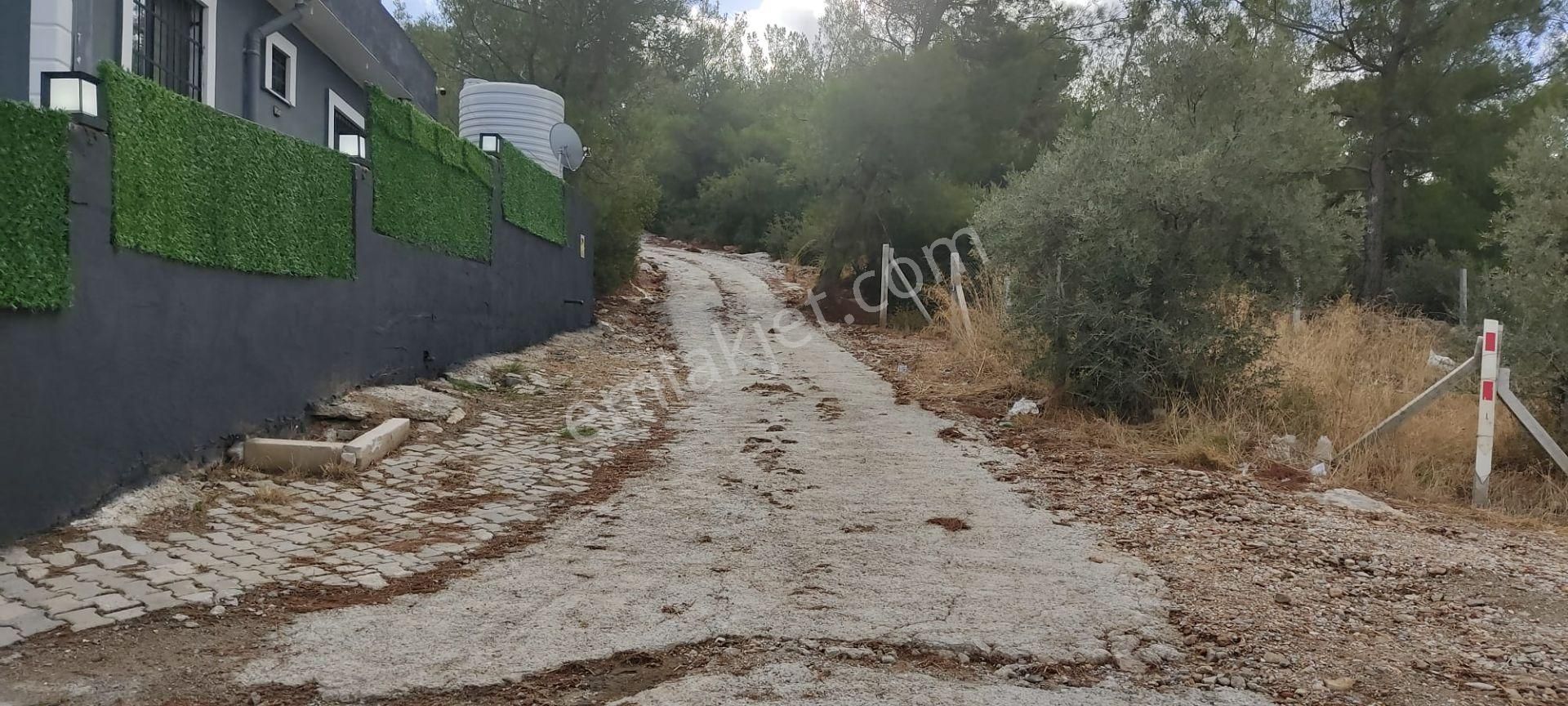 İlay Grouptan Torbalı Karakızlarda Satılık Zeytinlik