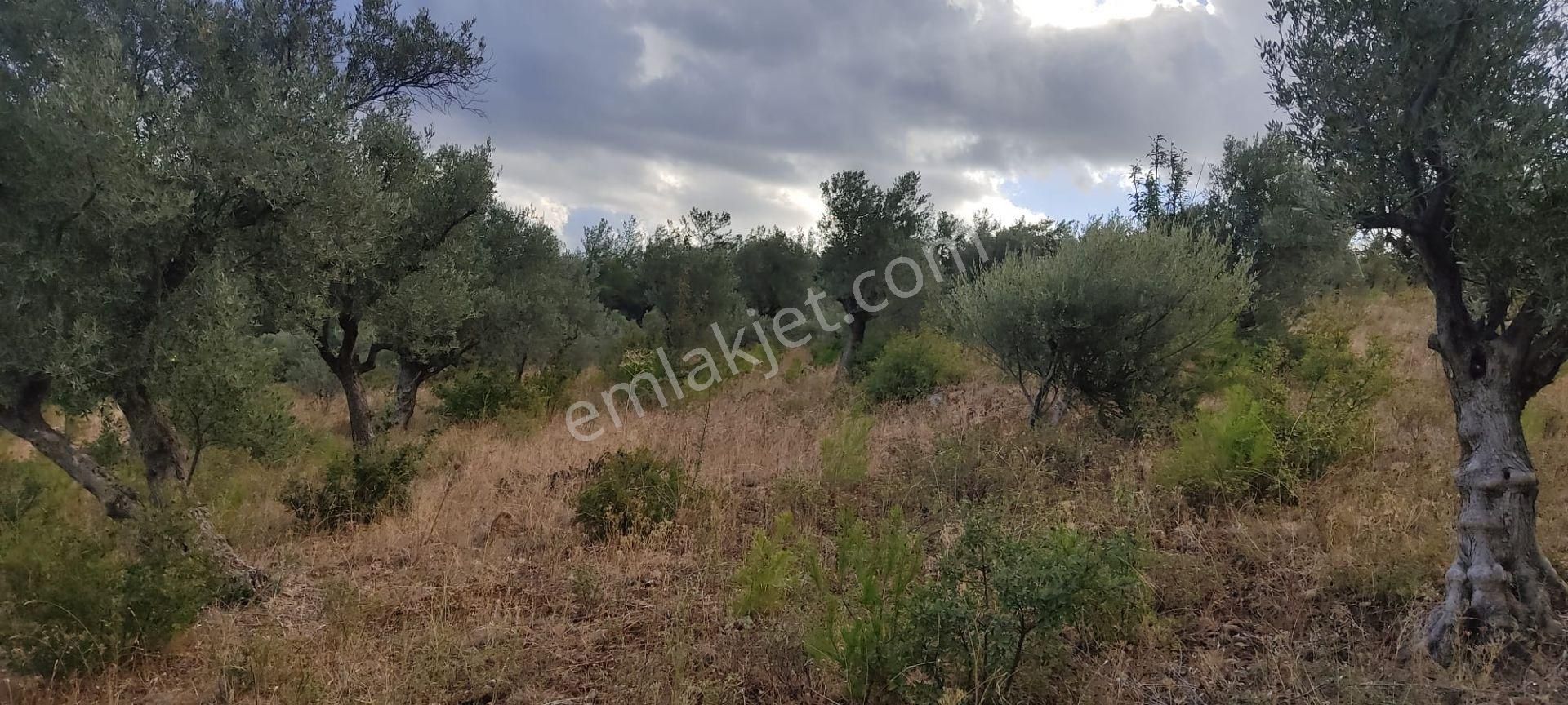 İlay Grouptan Torbalı Karakızlarda Satılık Zeytinlik - Görsel 7