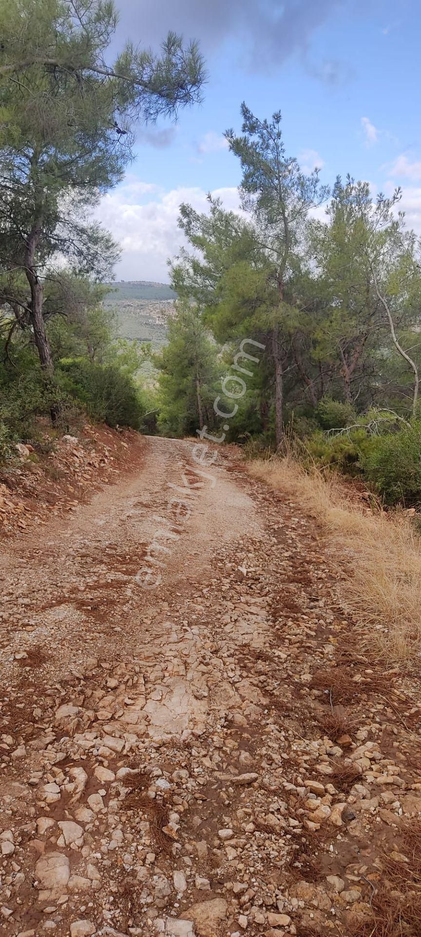 İlay Grouptan Torbalı Karakızlarda Satılık Zeytinlik - Görsel 21