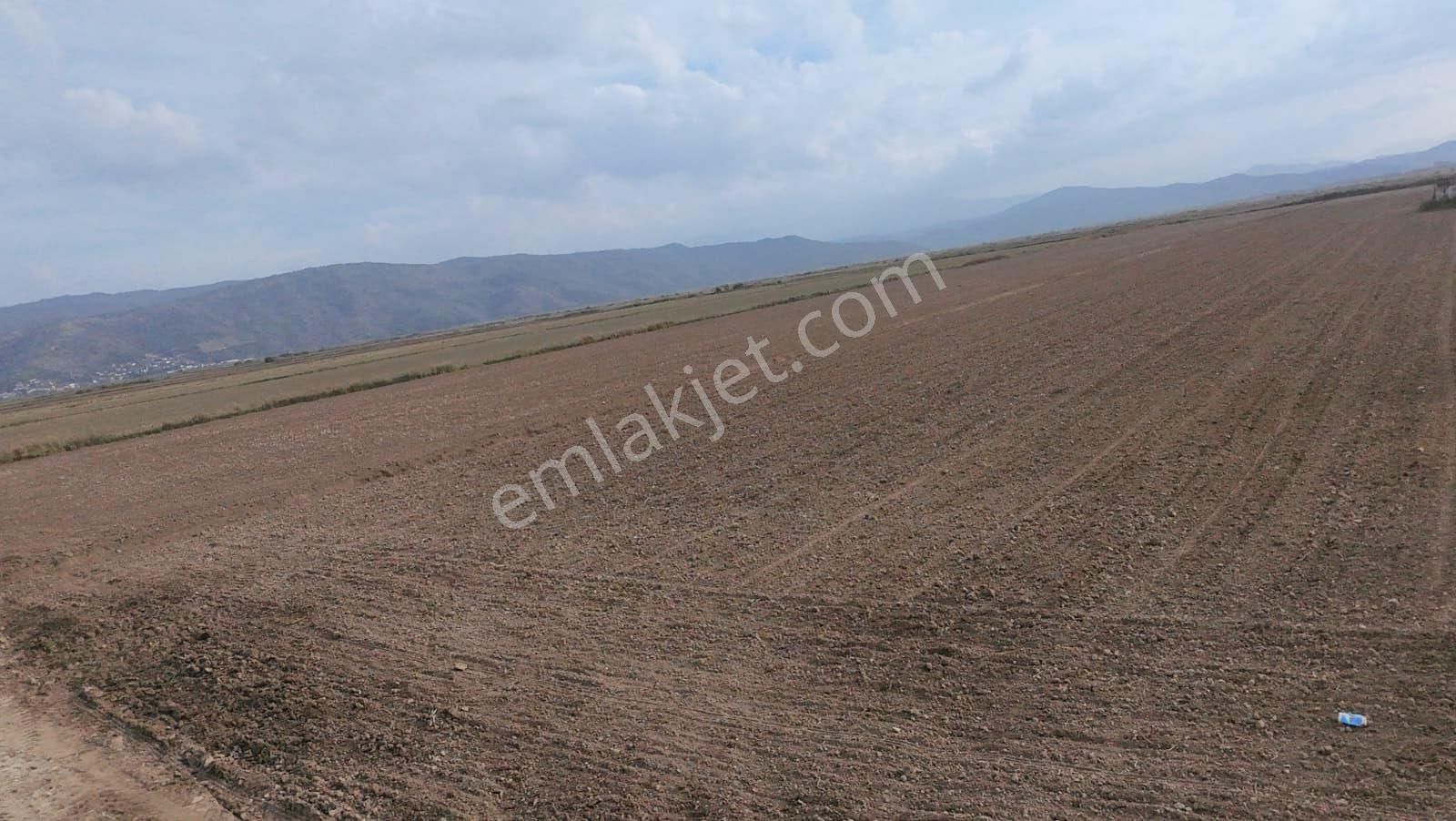 Aydın Söke Akçakaya'da 15.322 M2 Tek Tapu Pamuk Tarlası Satılık - Görsel 8