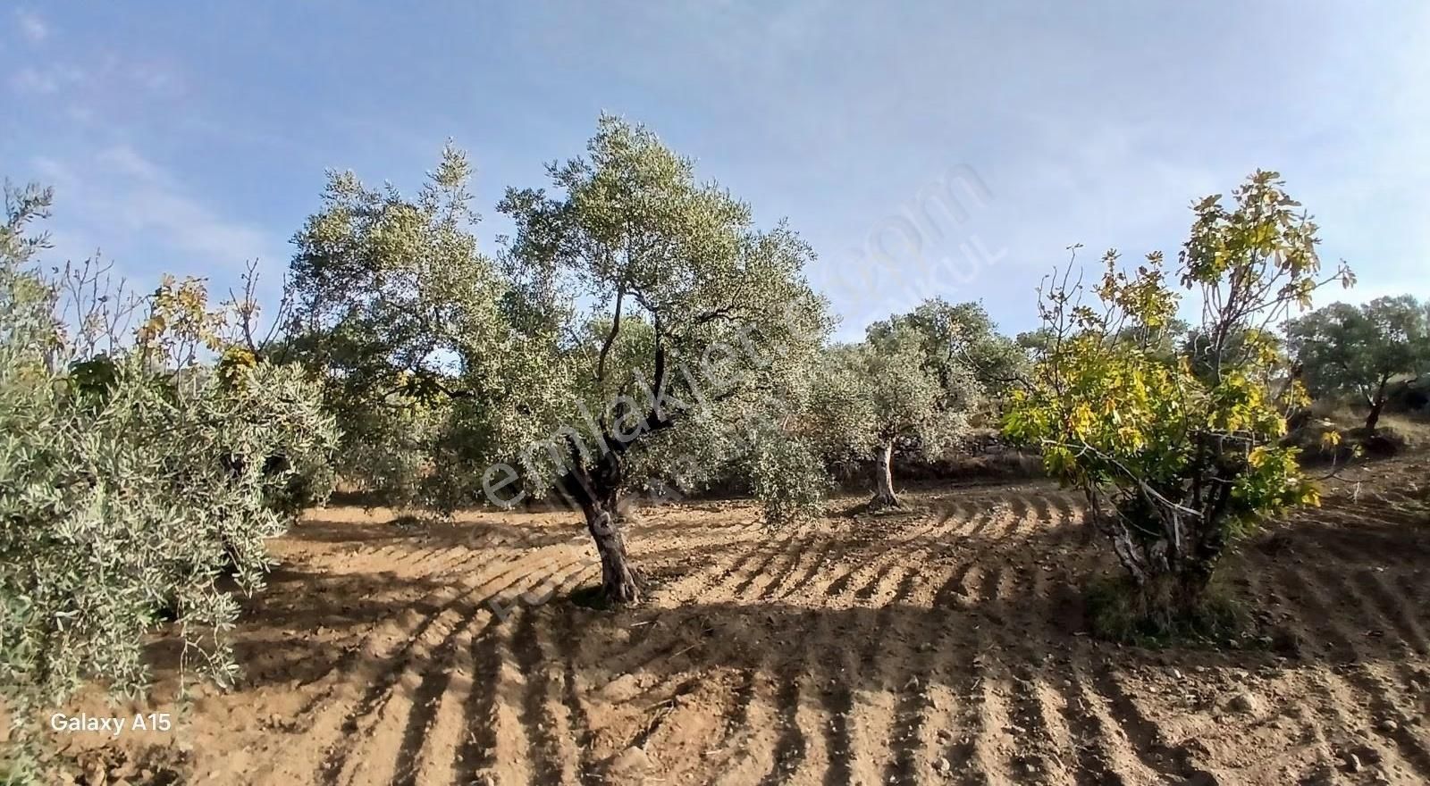 Müstakil Tapulu Muhteşem Konumda Zeytin Ve İncir Bahçeşi - Görsel 2