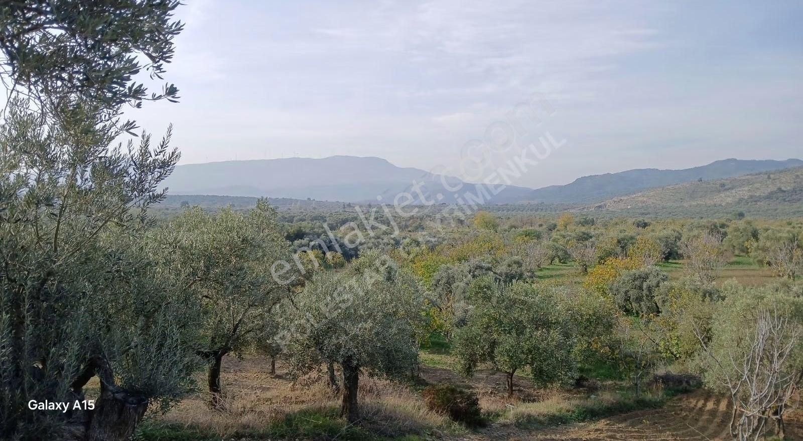 Müstakil Tapulu Muhteşem Konumda Zeytin Ve İncir Bahçeşi - Görsel 28