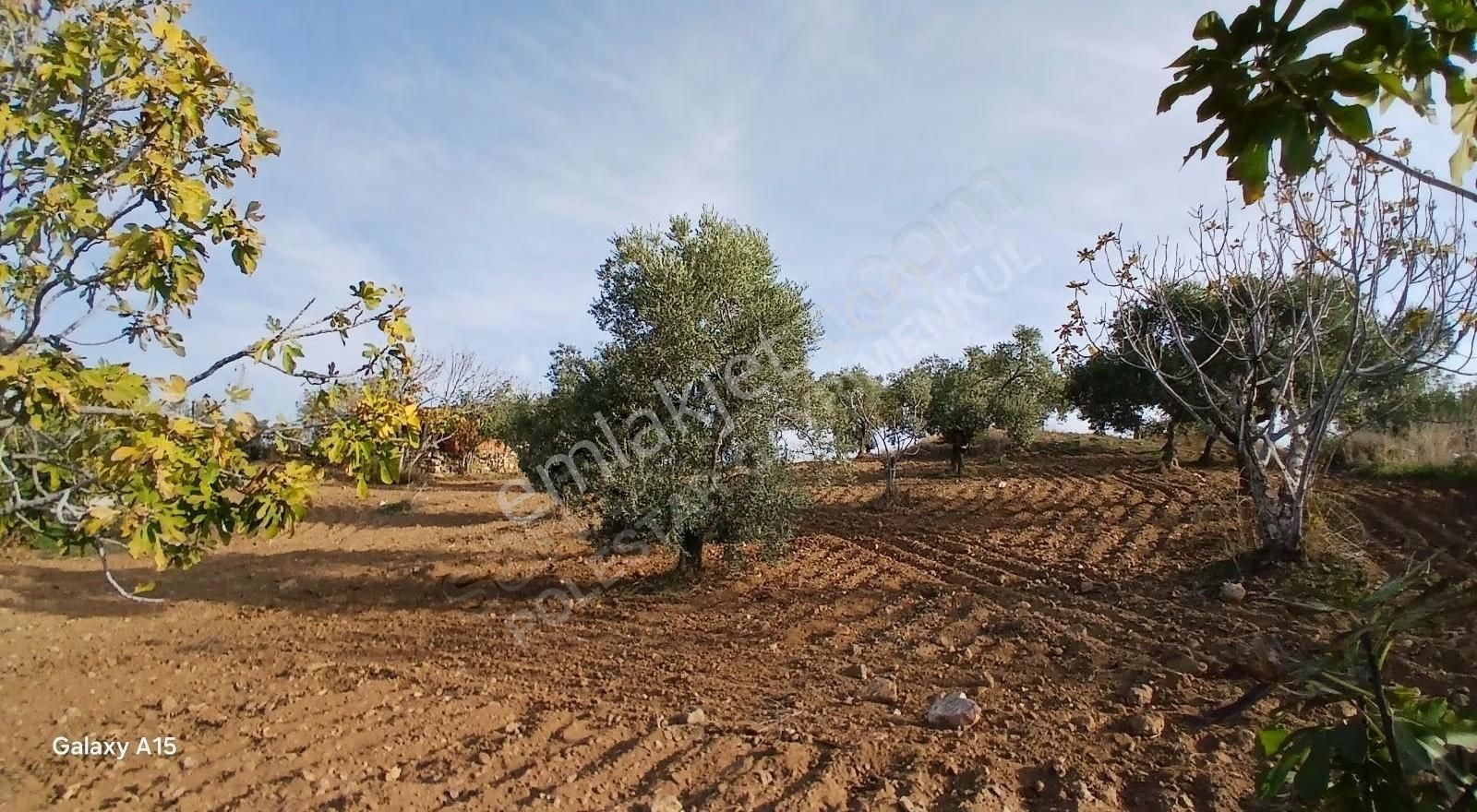 Müstakil Tapulu Muhteşem Konumda Zeytin Ve İncir Bahçeşi - Görsel 6