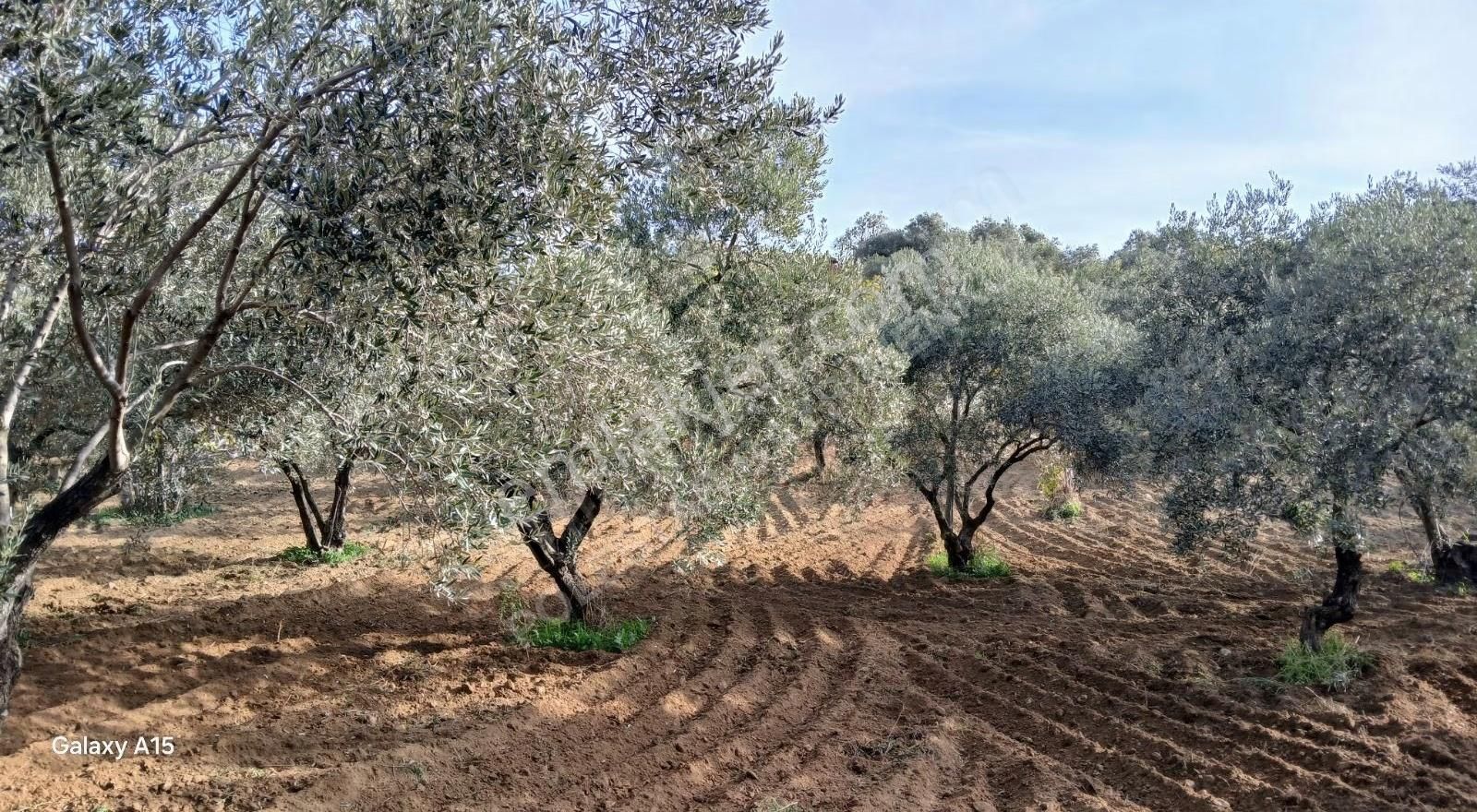 Müstakil Tapulu Muhteşem Konumda Zeytin Ve İncir Bahçeşi - Görsel 10