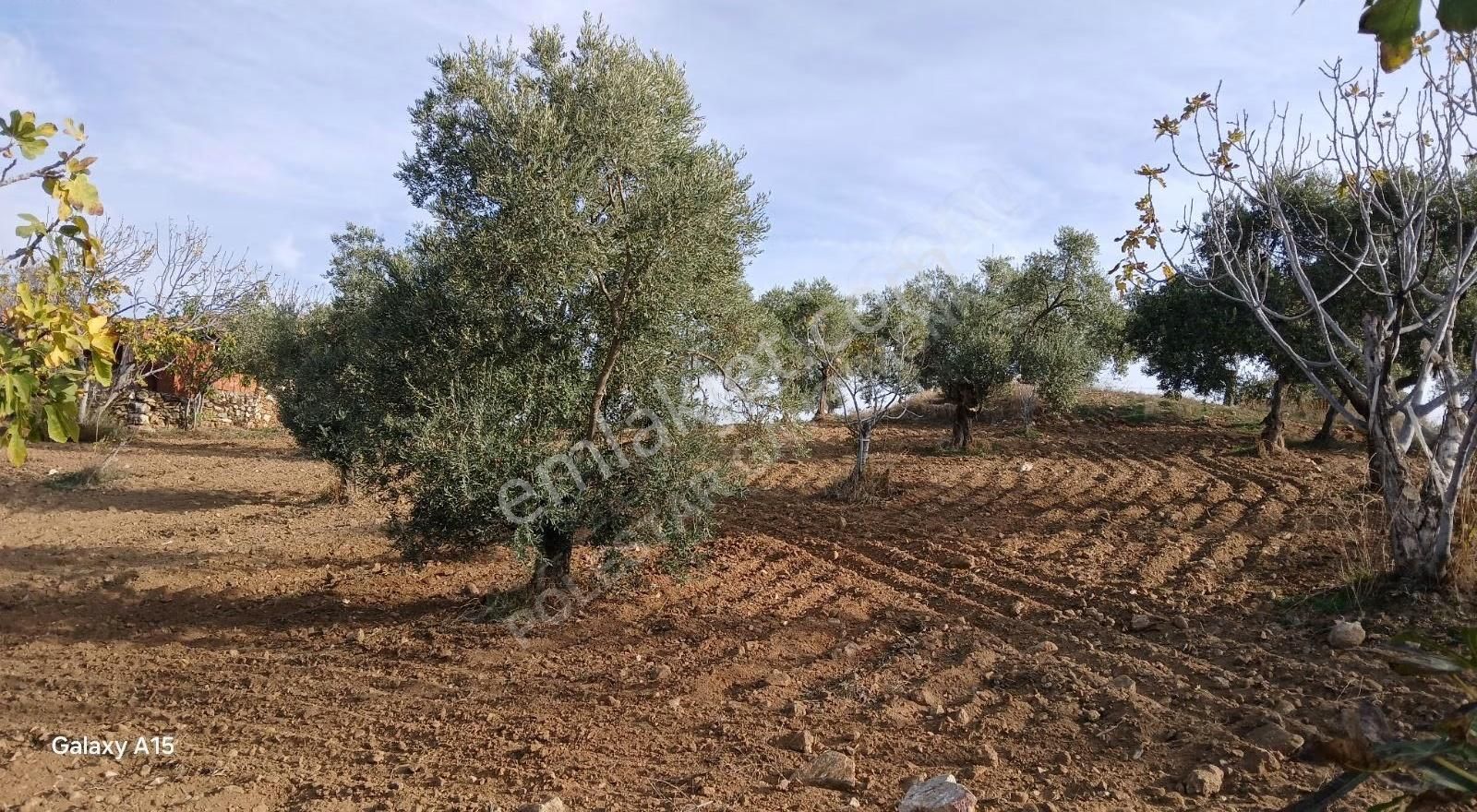 Müstakil Tapulu Muhteşem Konumda Zeytin Ve İncir Bahçeşi - Görsel 8