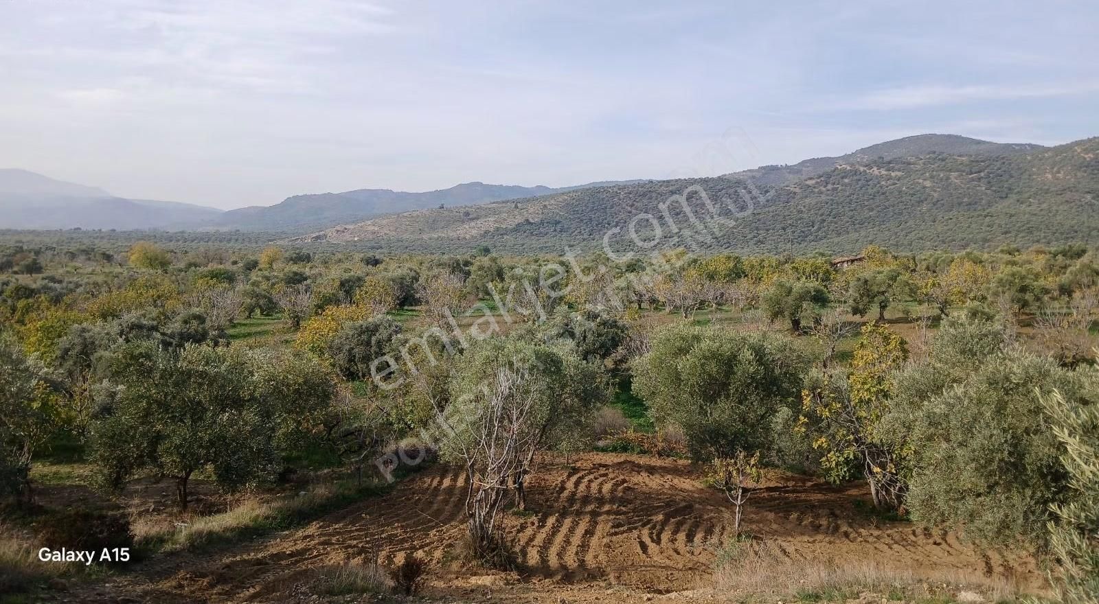 Müstakil Tapulu Muhteşem Konumda Zeytin Ve İncir Bahçeşi - Görsel 24