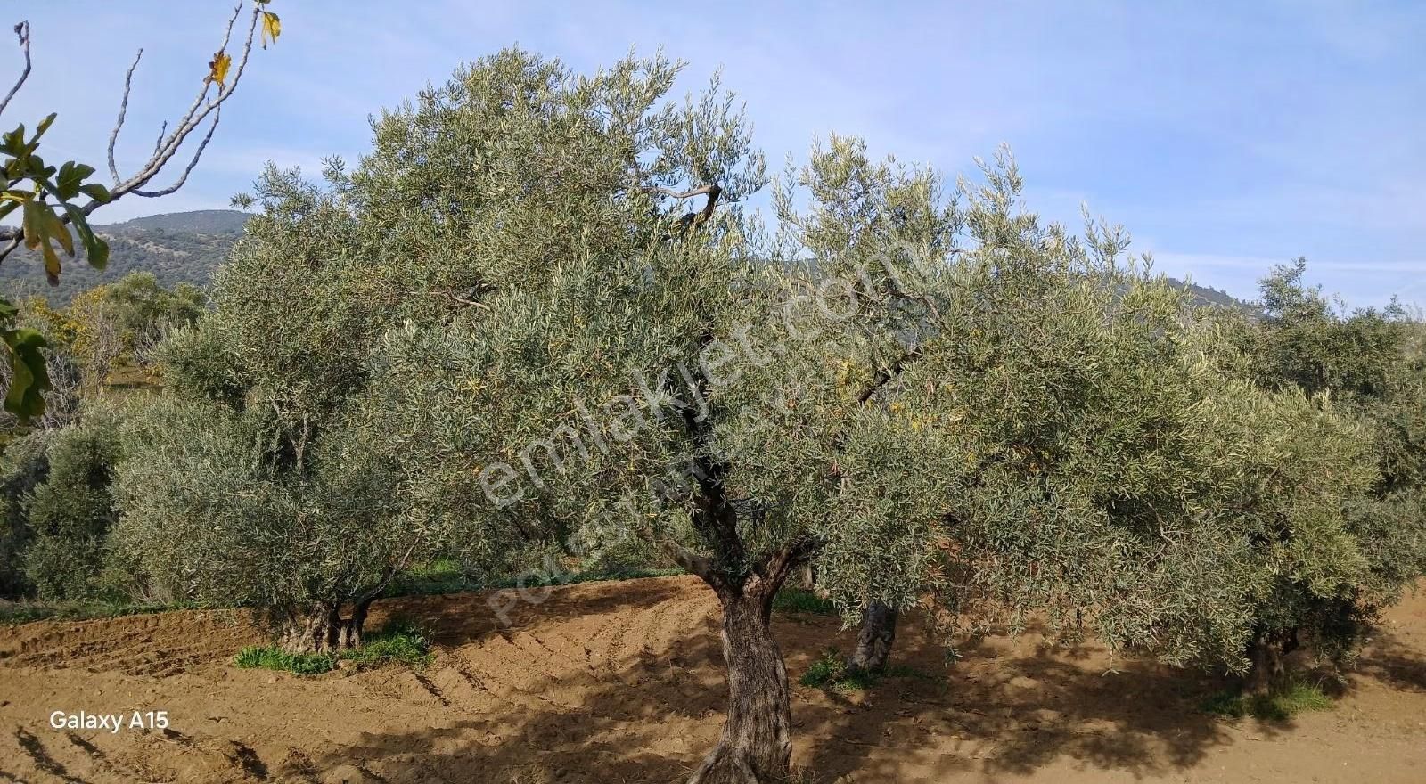 Müstakil Tapulu Muhteşem Konumda Zeytin Ve İncir Bahçeşi - Görsel 16