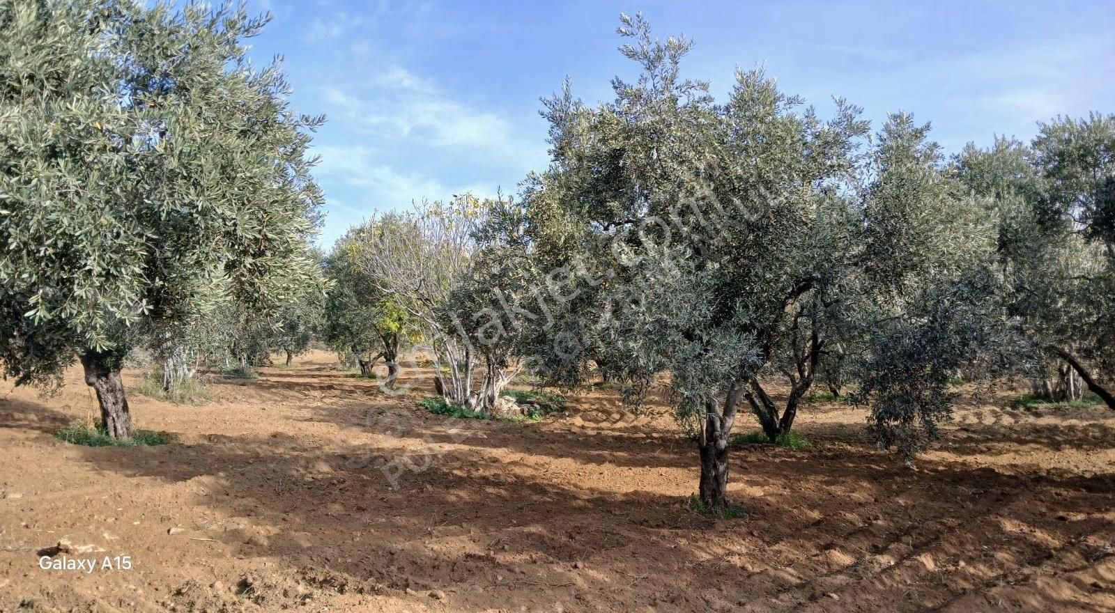 Müstakil Tapulu Muhteşem Konumda Zeytin Ve İncir Bahçeşi - Görsel 35