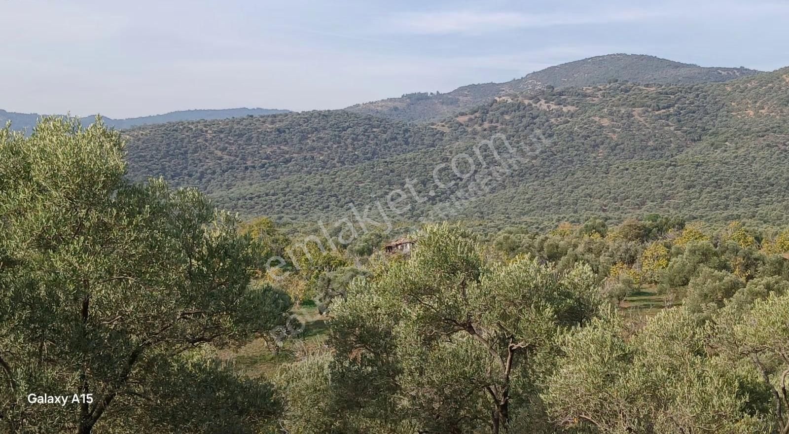 Müstakil Tapulu Muhteşem Konumda Zeytin Ve İncir Bahçeşi - Görsel 14