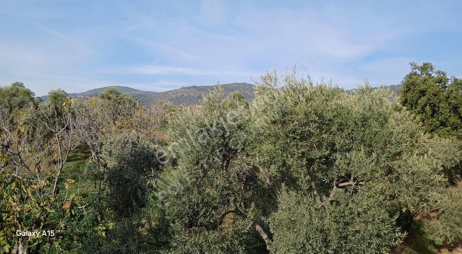 Müstakil Tapulu Muhteşem Konumda Zeytin Ve İncir Bahçeşi - Görsel 15