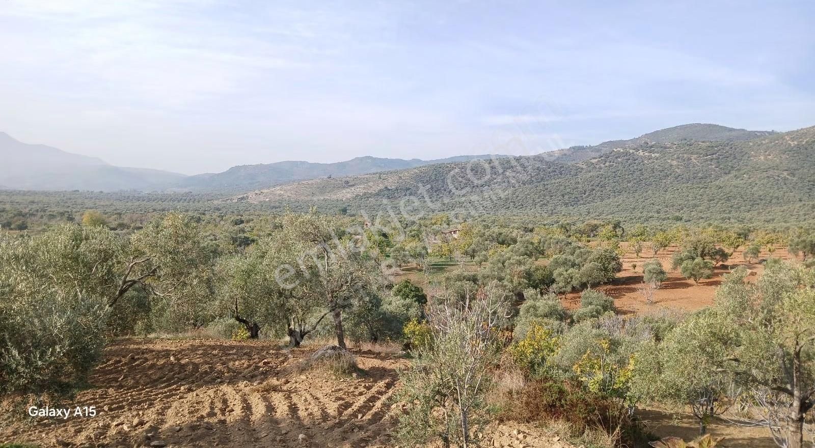 Müstakil Tapulu Muhteşem Konumda Zeytin Ve İncir Bahçeşi - Görsel 33