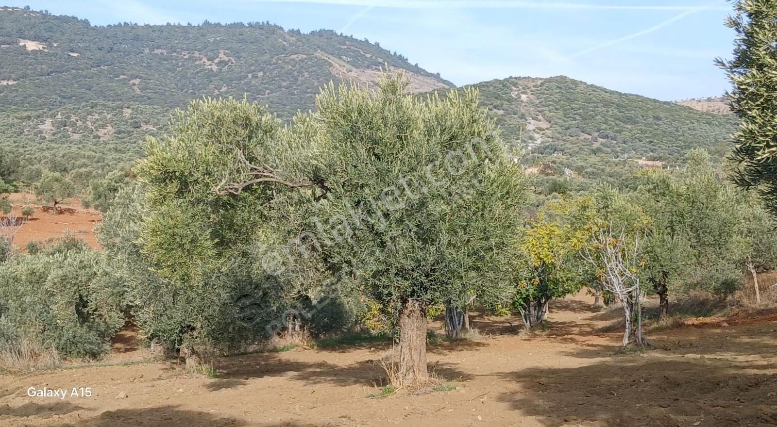 Müstakil Tapulu Muhteşem Konumda Zeytin Ve İncir Bahçeşi - Görsel 13