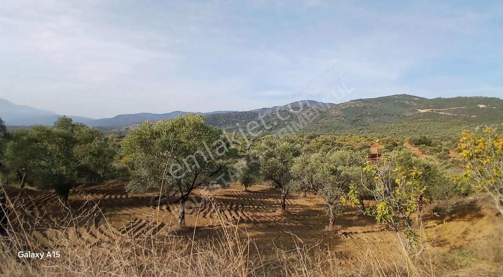 Müstakil Tapulu Muhteşem Konumda Zeytin Ve İncir Bahçeşi - Görsel 22