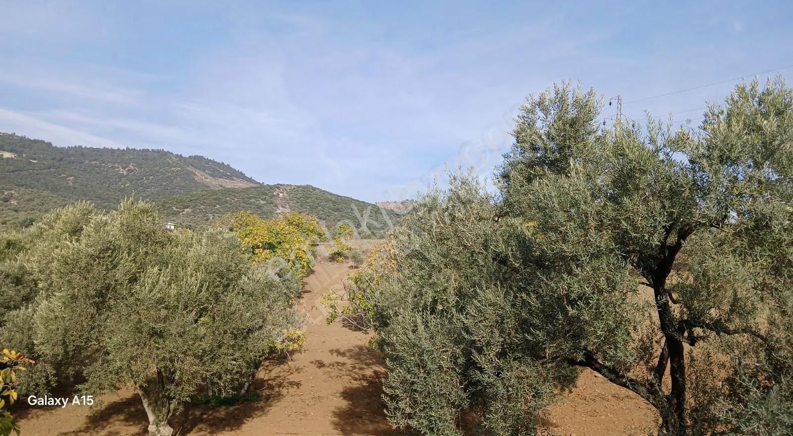 Şirince Yolu Üzerinde Harika Zeytinlik Ve İncirlik - Görsel 24
