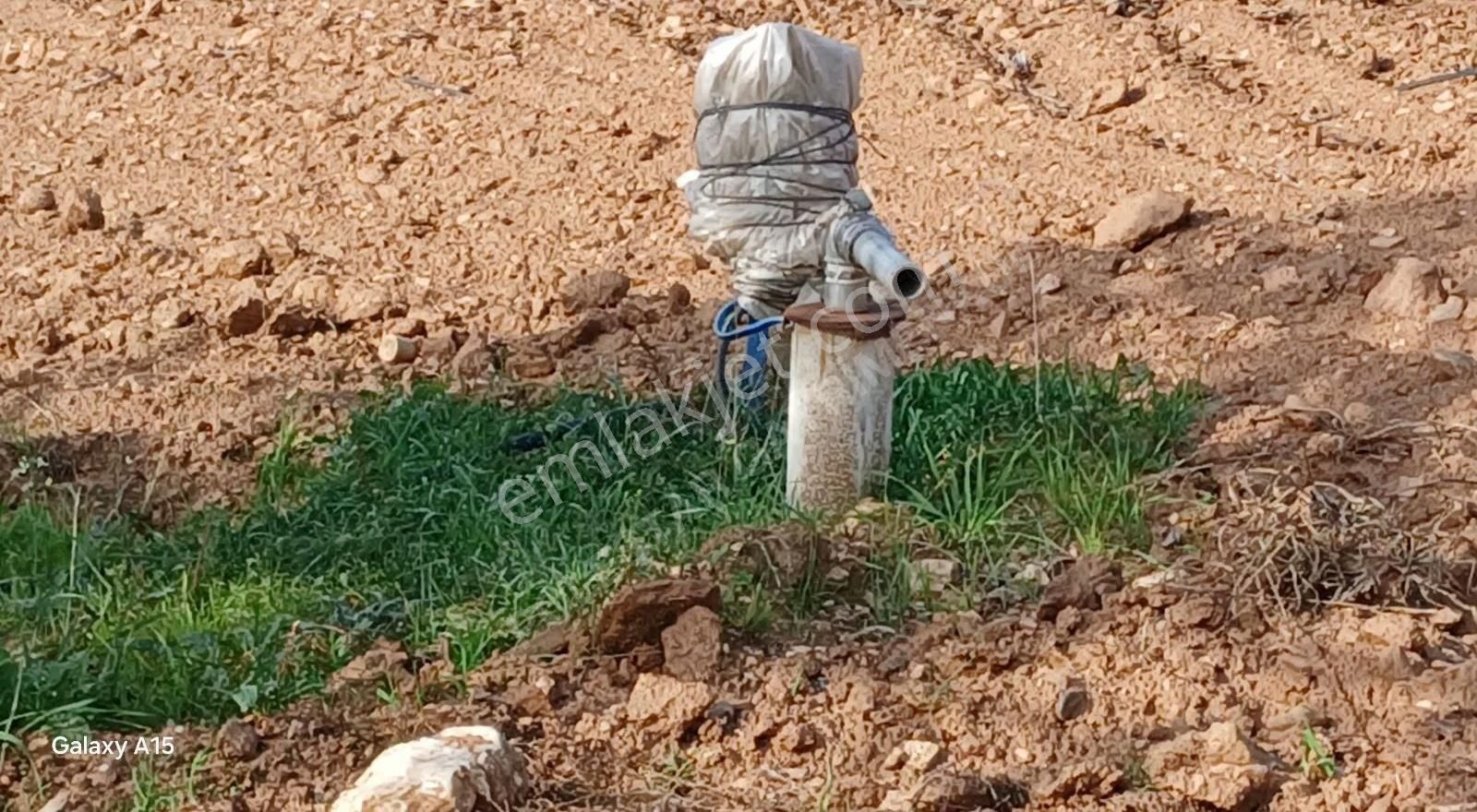 Şirince Yolu Üzerinde Harika Zeytinlik Ve İncirlik - Görsel 14