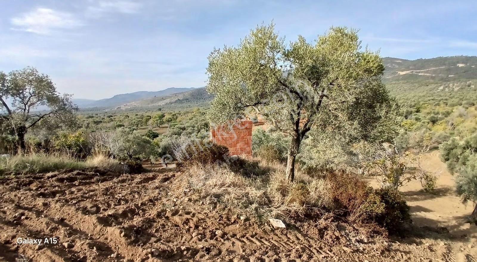 Şirince Yolu Üzerinde Harika Zeytinlik Ve İncirlik - Görsel 11