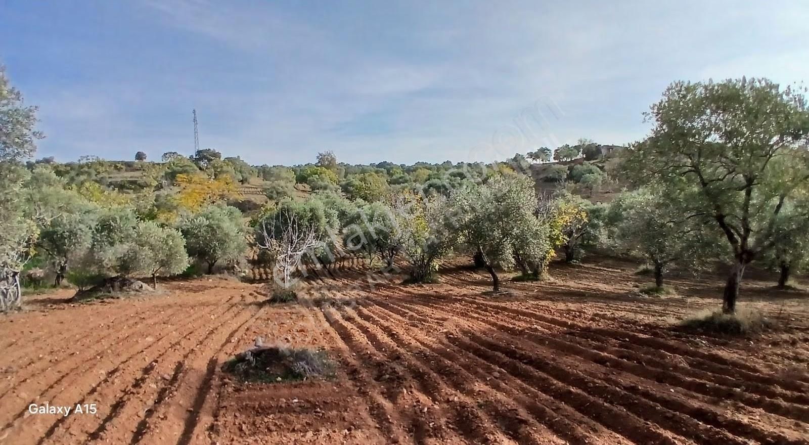 Şirince Yolu Üzerinde Harika Zeytinlik Ve İncirlik - Görsel 35