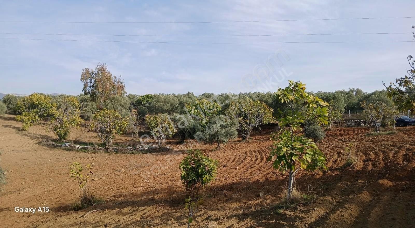 Şirince Yolu Üzerinde Harika Zeytinlik Ve İncirlik - Görsel 16