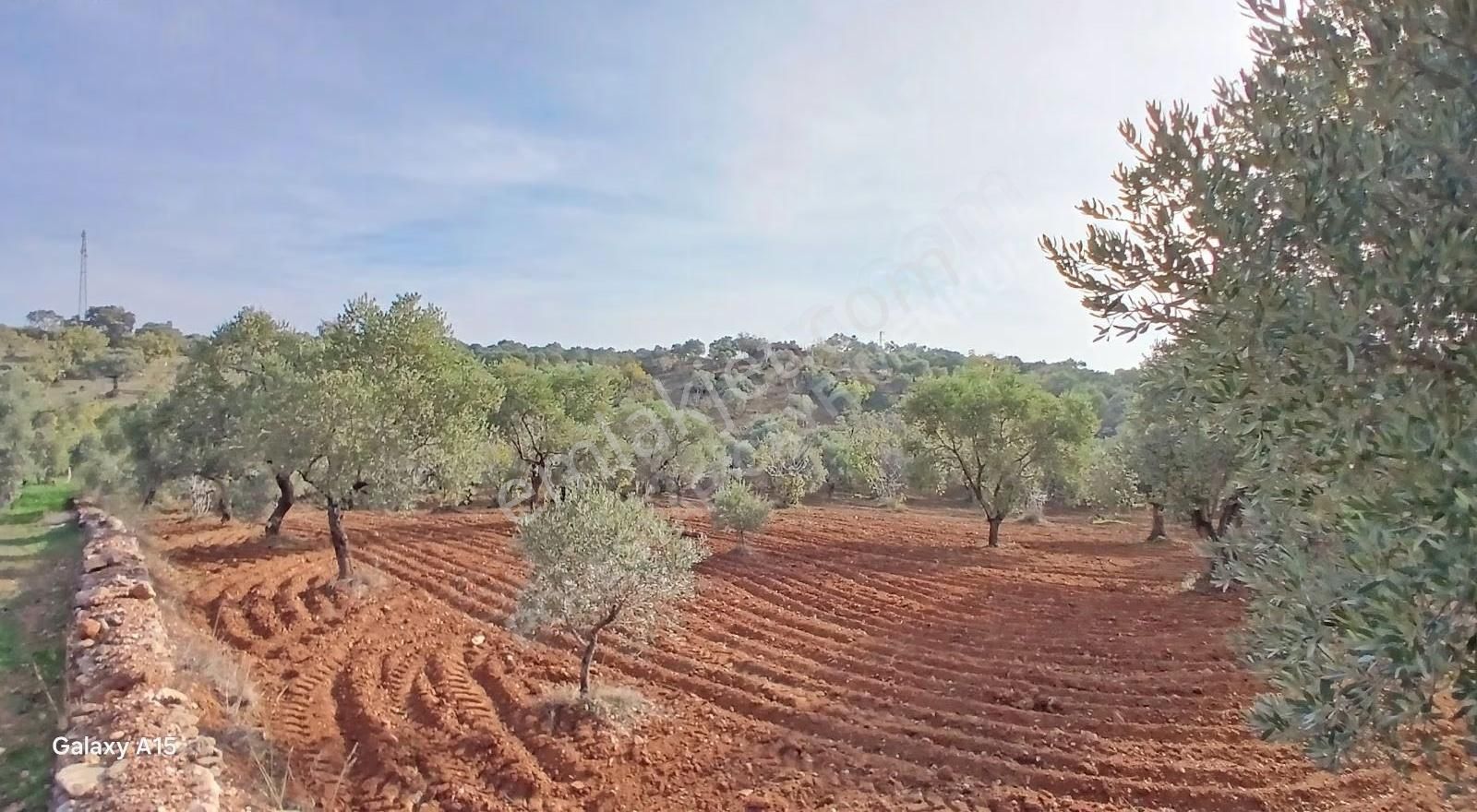 Şirince Yolu Üzerinde Harika Zeytinlik Ve İncirlik - Görsel 33