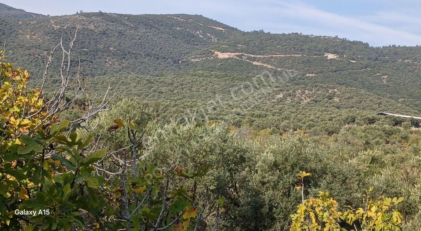 Şirince Yolu Üzerinde Harika Zeytinlik Ve İncirlik - Görsel 29