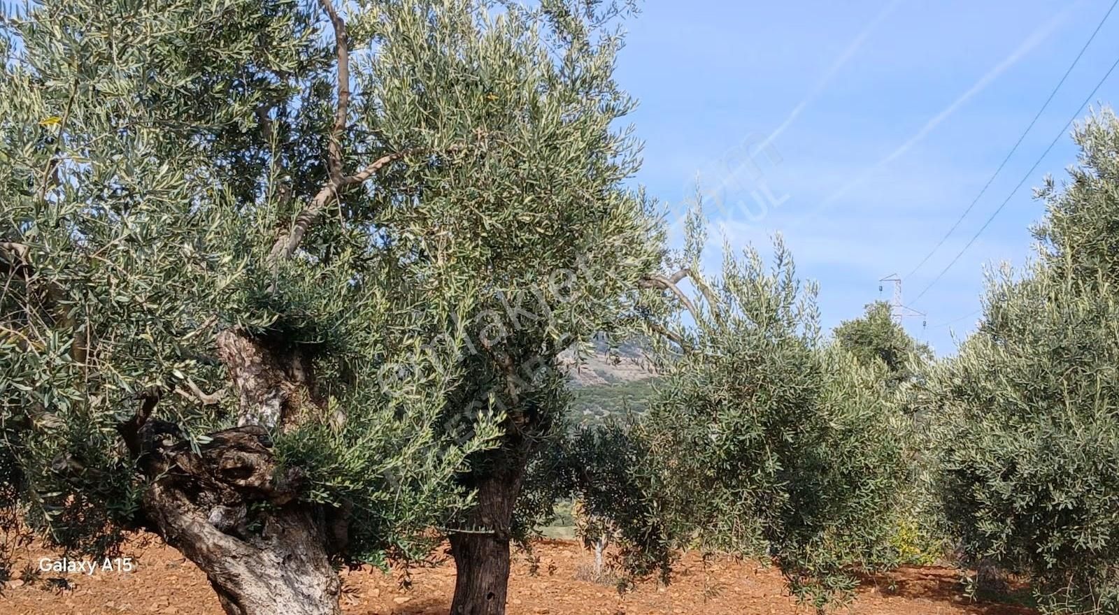 Şirince Yolu Üzerinde Harika Zeytinlik Ve İncirlik