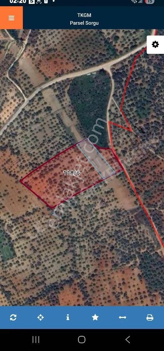 Şirince Yolu Üzerinde Harika Zeytinlik Ve İncirlik - Görsel 3