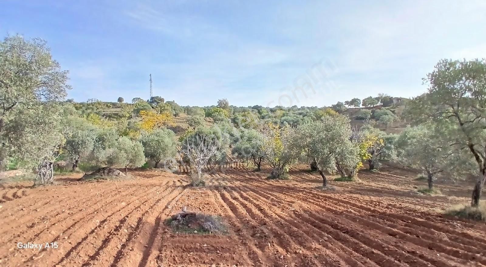 Şirince Yolu Üzerinde Harika Zeytinlik Ve İncirlik - Görsel 34