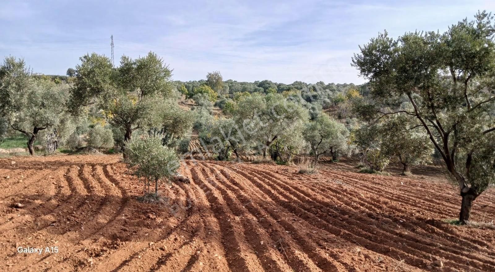 Şirince Yolu Üzerinde Harika Zeytinlik Ve İncirlik - Görsel 13