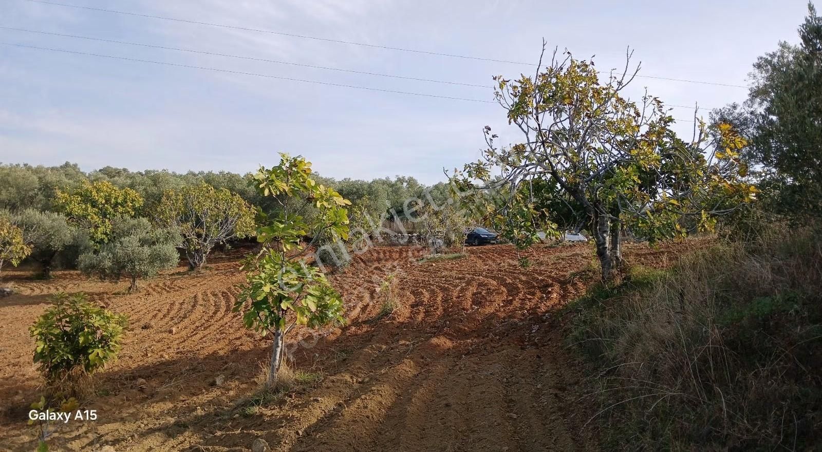 Şirince Yolu Üzerinde Harika Zeytinlik Ve İncirlik - Görsel 32