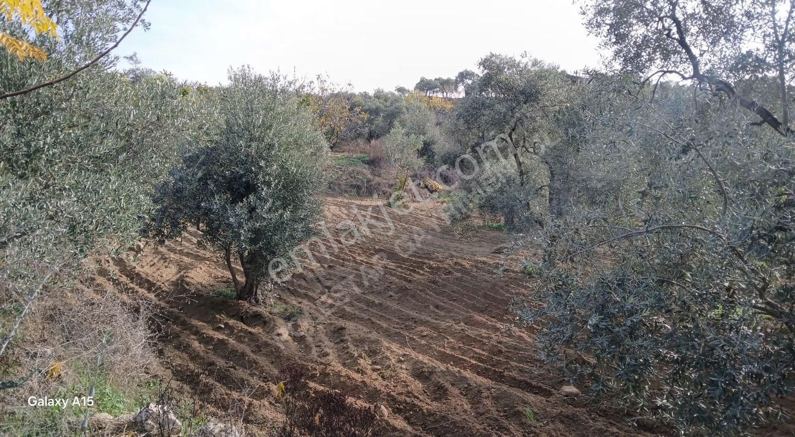 Şirince Yolu Üzerinde Harika Zeytinlik Ve İncirlik - Görsel 6