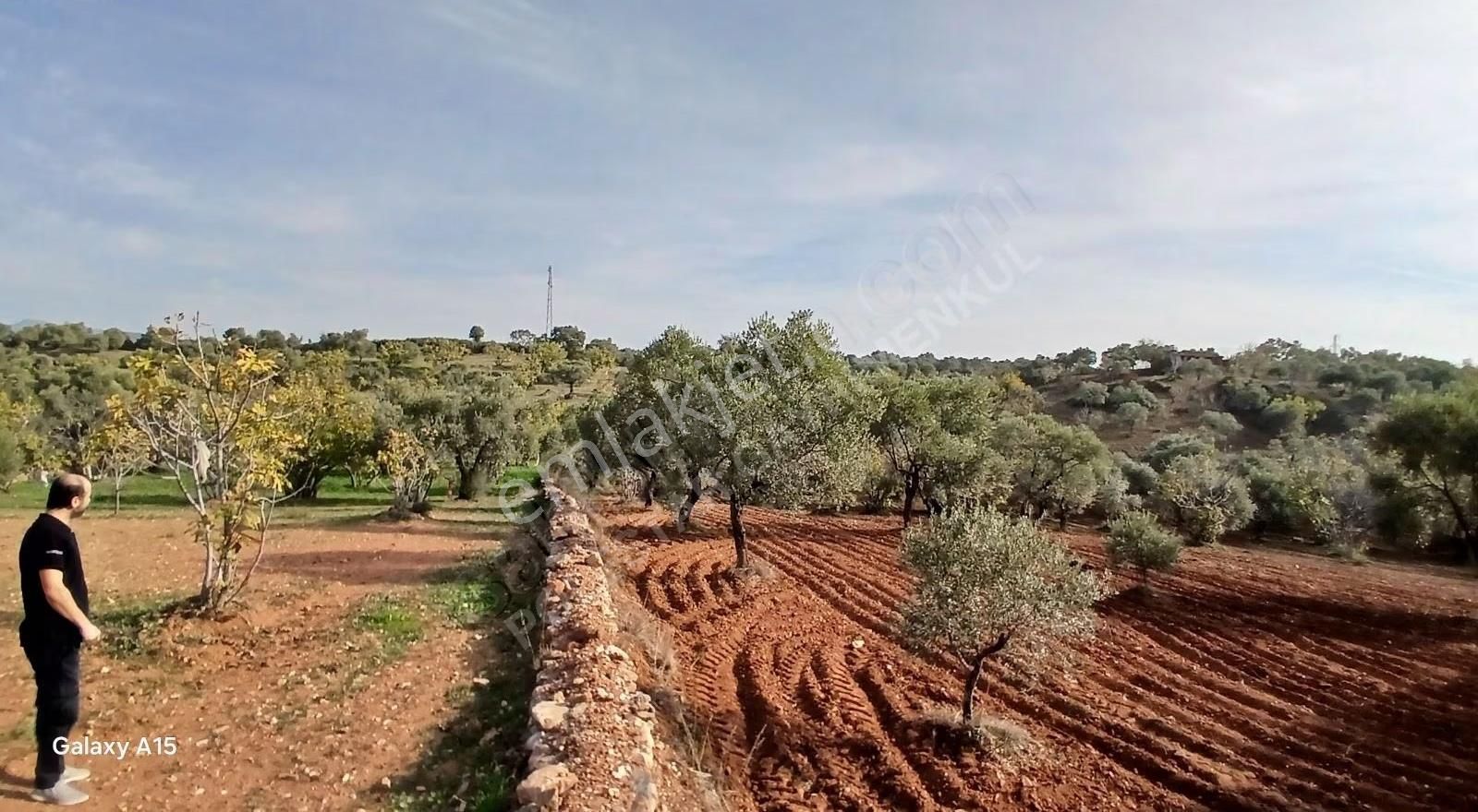 Şirince Yolu Üzerinde Harika Zeytinlik Ve İncirlik - Görsel 15